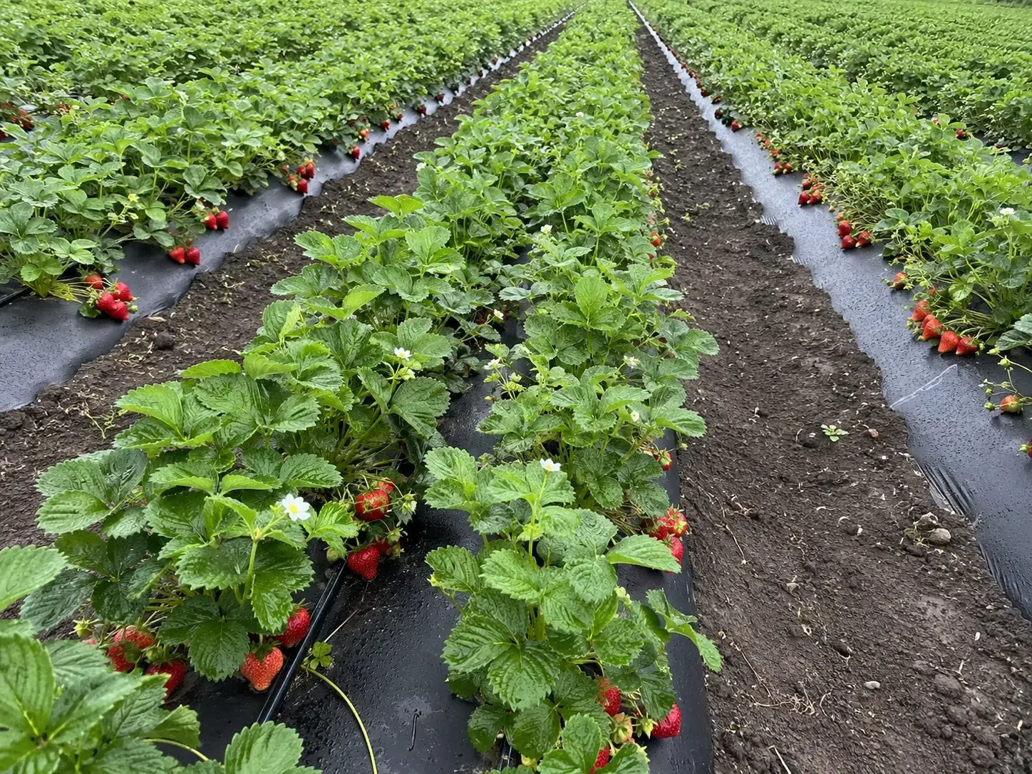 Фото відгуку 2